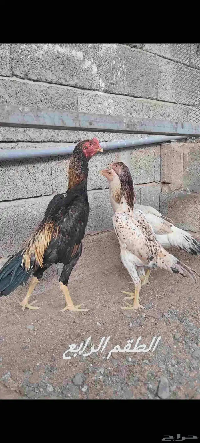 دجاج شامو ياباني 6