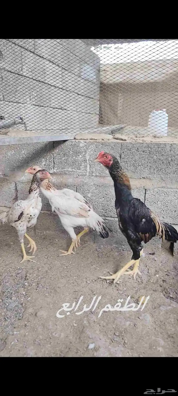 دجاج شامو ياباني 7