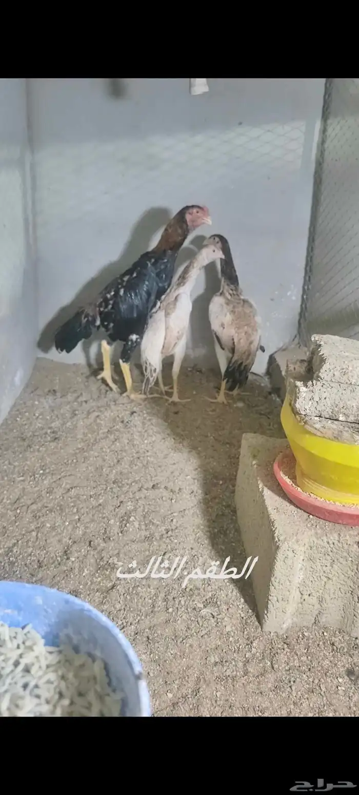 دجاج شامو ياباني 4