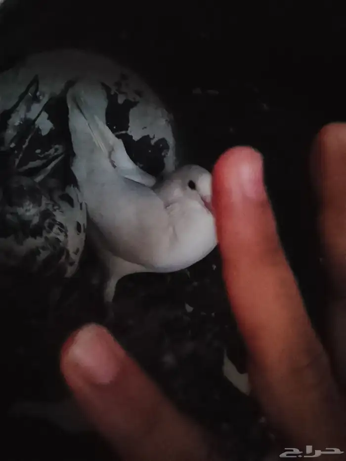 حمام ازواج كفو 0