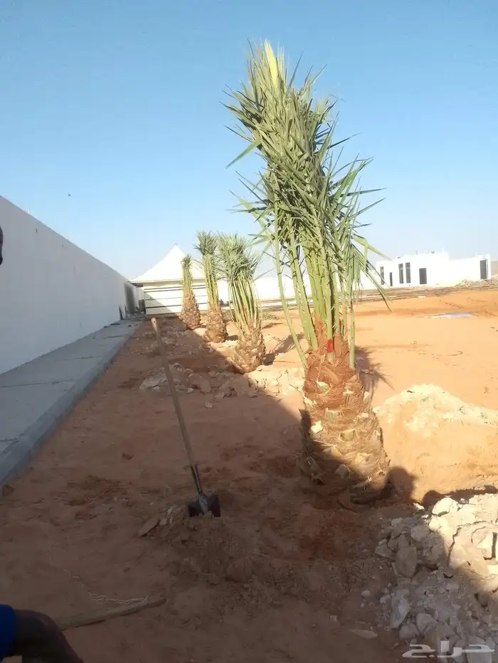 يوجد الدينا جميع انواع النخيل العربي ووشنطن 5