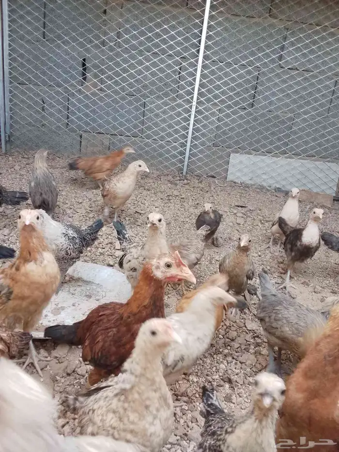 فرريج بلدي 1