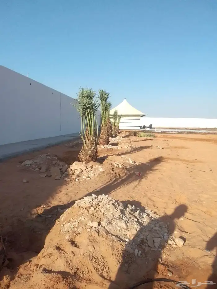 يوجد الدينا جميع انواع النخيل العربي ووشنطن 3