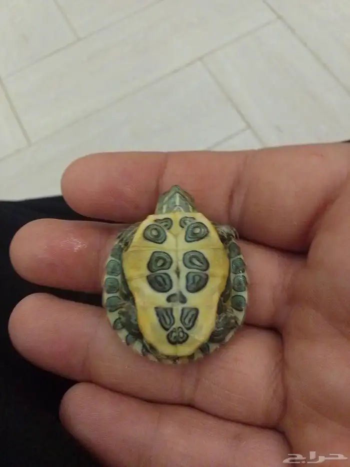 سلحفاه للبيع 2