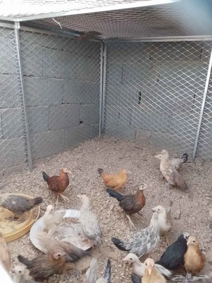 فرريج بلدي 0