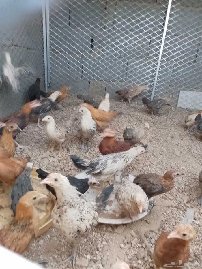 فرريج بلدي 2