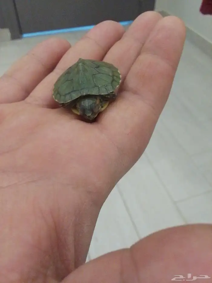 سلحفاه للبيع 1