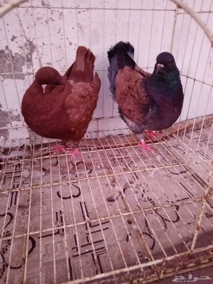 حمام مدينا امريكي 6