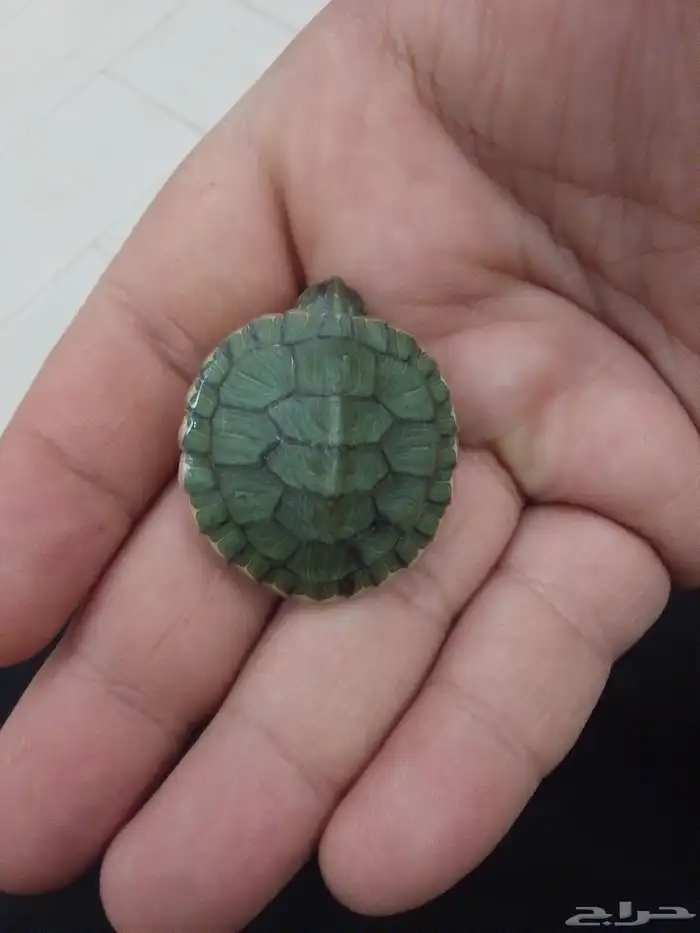 سلحفاه للبيع 0