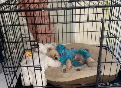 فندقة كلاب index