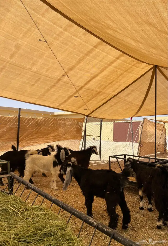 تيوس مخاصي 0