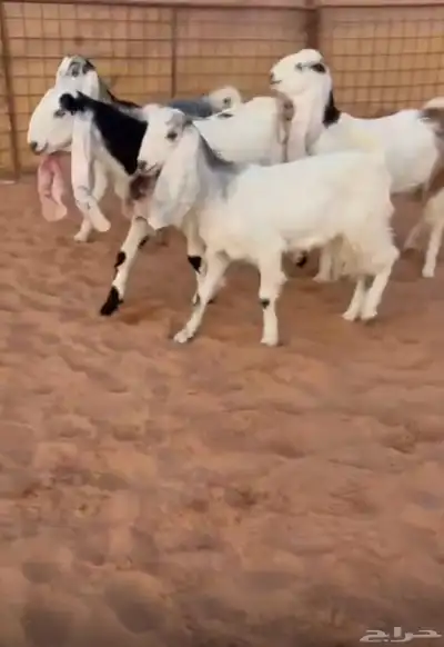جفار مشاريك طيبه 0