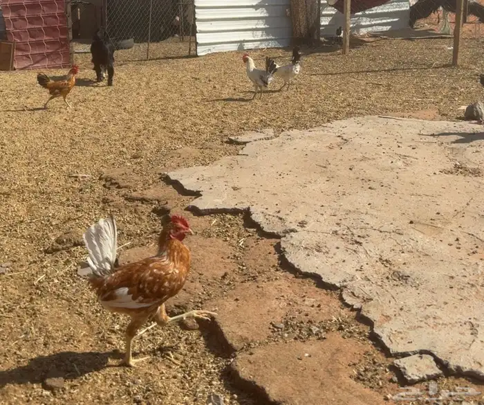 ديك نظيفة شرط بريات العدد 10او اكثر 1