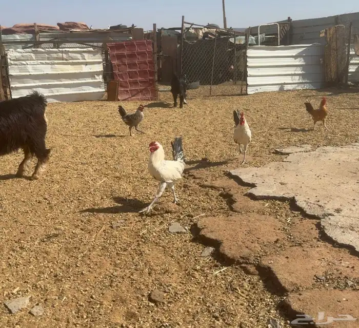 ديك نظيفة شرط بريات العدد 10او اكثر 0