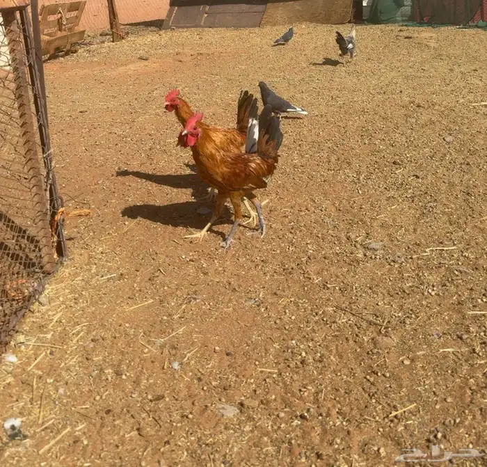 ديك نظيفة شرط بريات العدد 10او اكثر 2