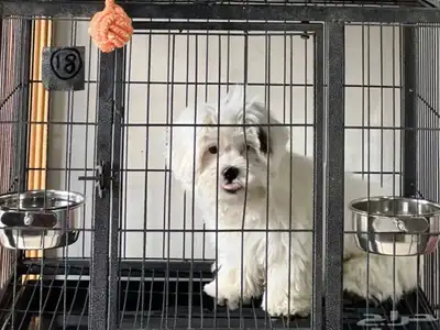 فندقة كلاب index