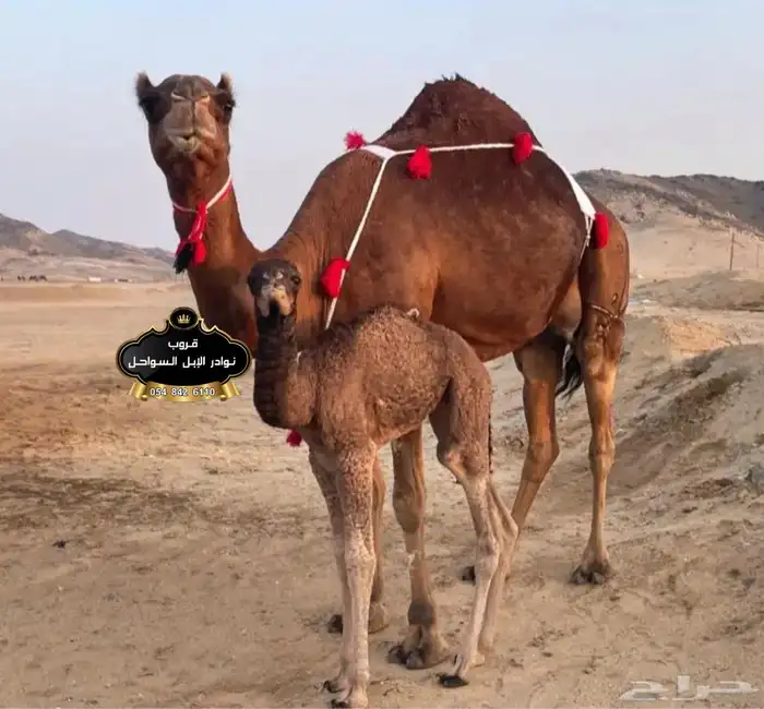 خلفات نياق جمال فحول سواحل كفو . 3