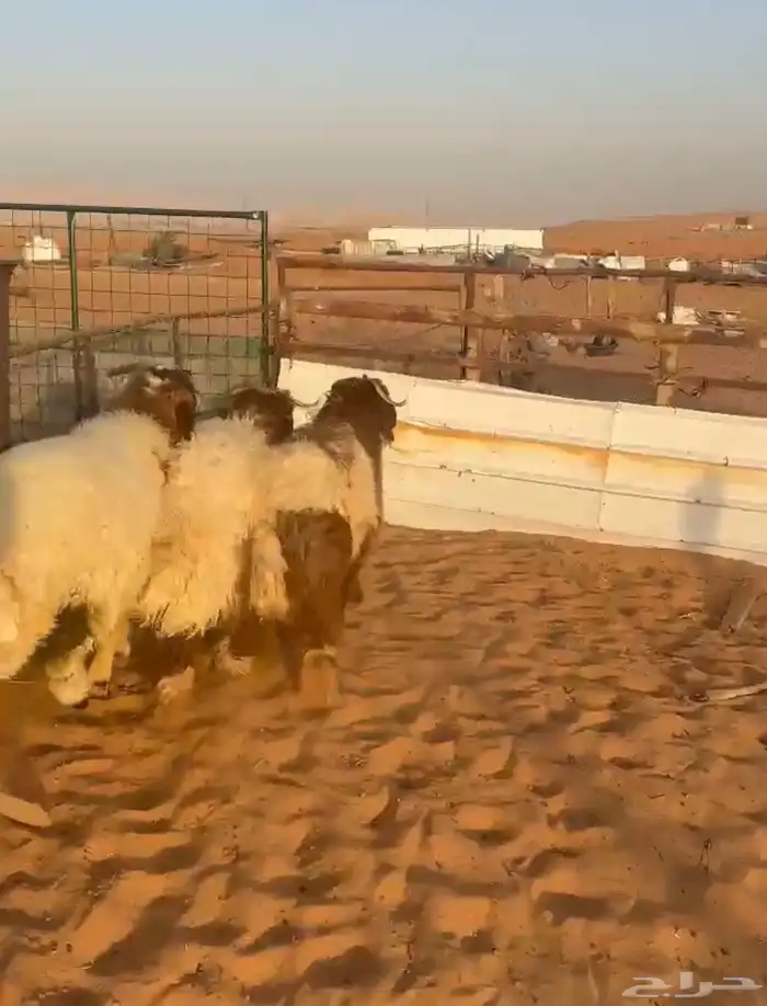 للبيع طليان نعيم ناهيه 0