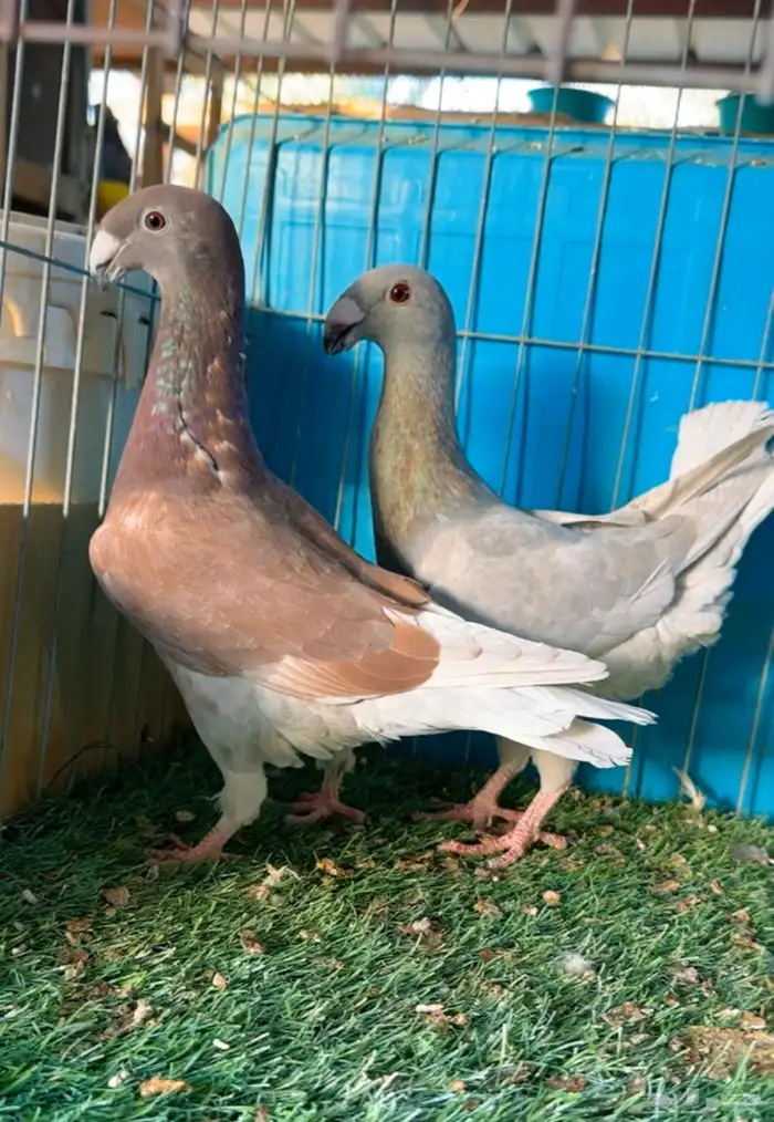 مجموعة هوامر فاخره 3
