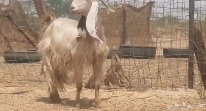 عنز مصريه تحتها تيس تم البيع 0