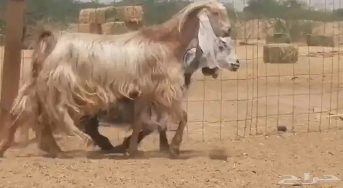عنز مصريه تحتها تيس تم البيع 1
