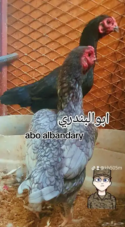 دجاج فارسي قزم 0