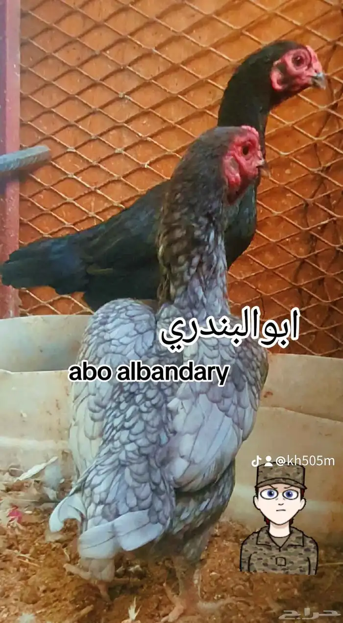 دجاج فارسي قزم 0