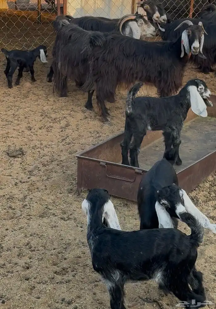 معزى عوارض للبيع 4