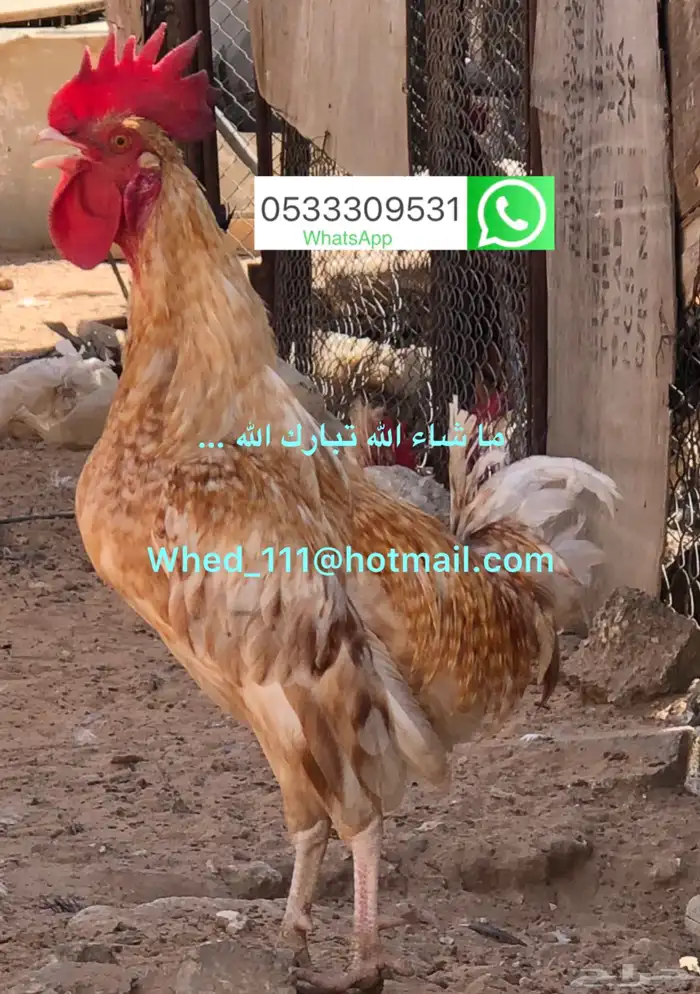 23 ديك بلدي عنيزة 10 شهور 19