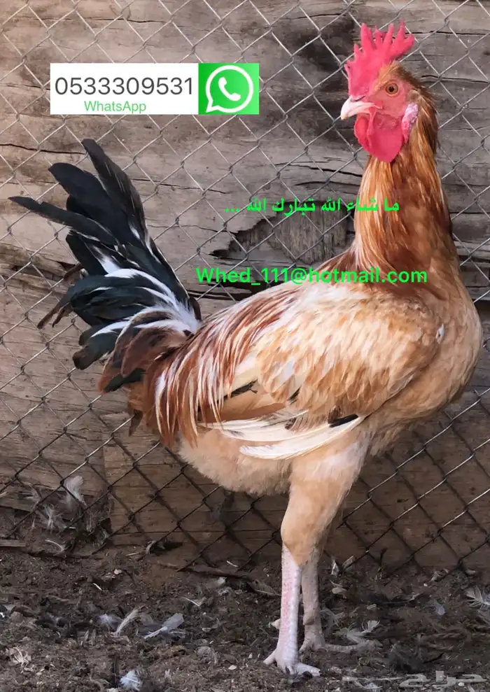 23 ديك بلدي عنيزة 10 شهور 17