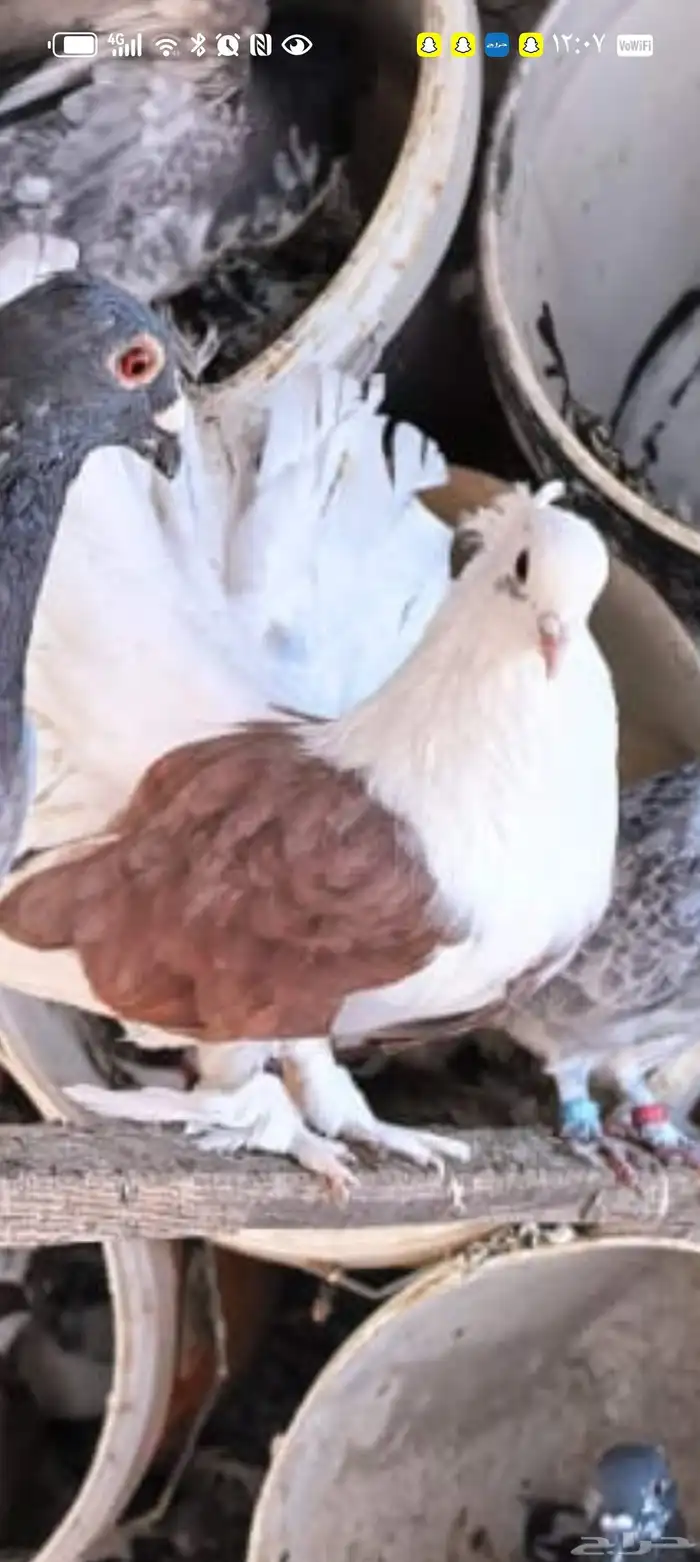 طيور للبيع حمام زاجل و حجل بري 13