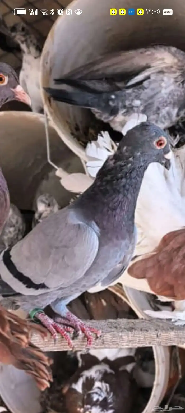 طيور للبيع حمام زاجل و حجل بري 17