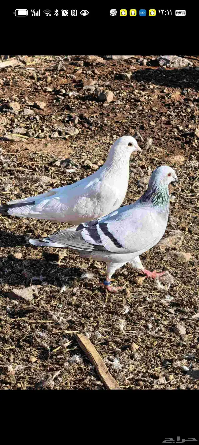 طيور للبيع حمام زاجل و حجل بري 1