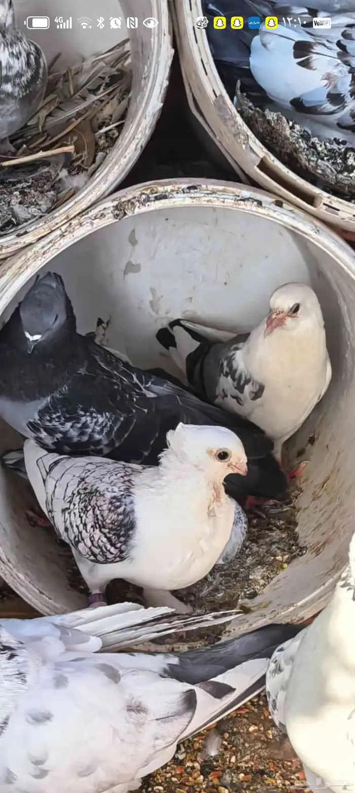 طيور للبيع حمام زاجل و حجل بري 3