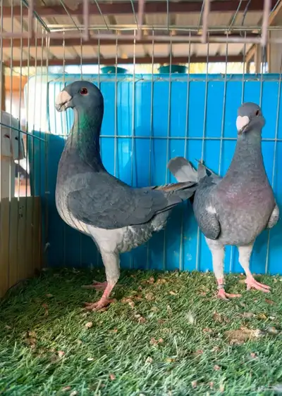 مجموعة هوامر فاخره index