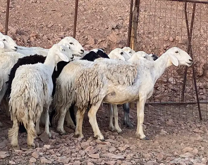 ضان حريات حرش بعيالها 14