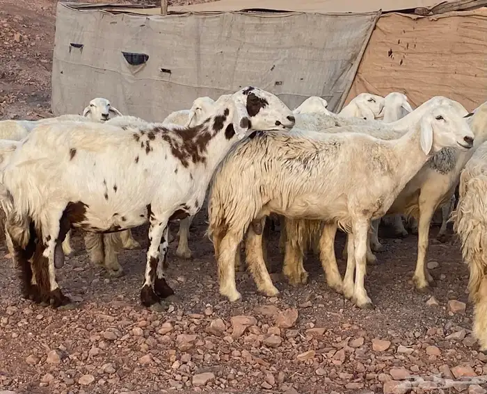 ضان حريات حرش بعيالها 11