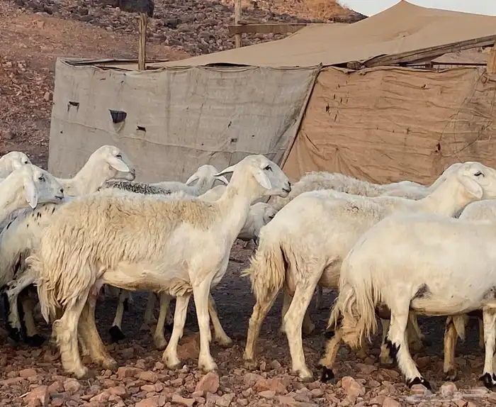 ضان حريات حرش بعيالها 12