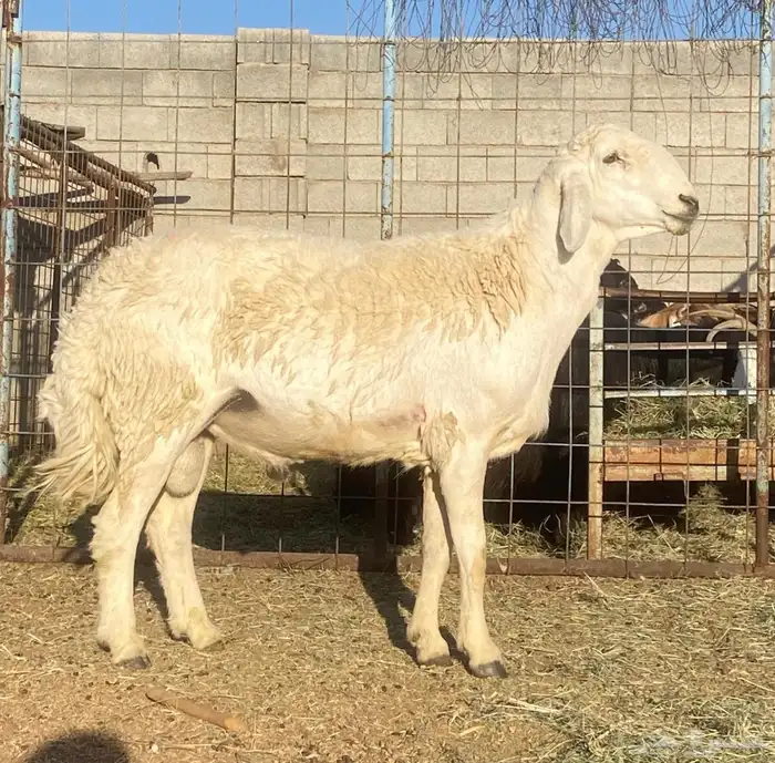 فحل حري رباع مشروووط 1