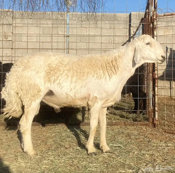 فحل حري رباع مشروووط 0