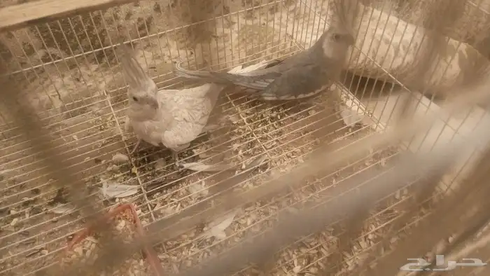 قسم طيور كروان زوج 2