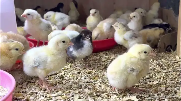 صوص بلدي للبيع 0