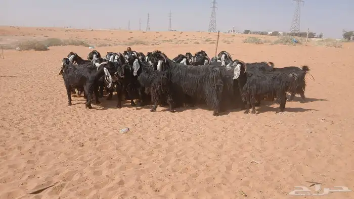 ماعز عوارض 3