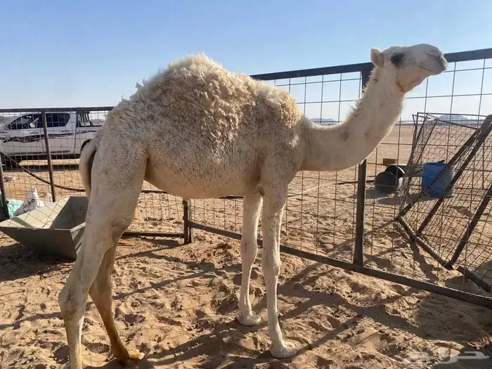 بكره مفروه 0
