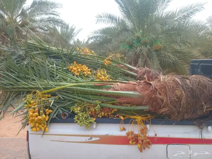 اسلام عليكم ورحمت الله وبركته نقوم وبتوريد جميع أنواع انخيل 9