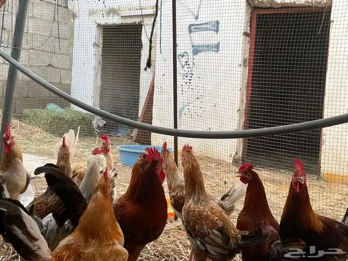 ديوك للبيع 7