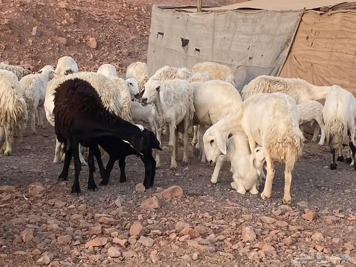 ضان حريات حرش بعيالها 5