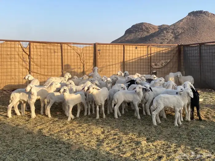 ضان حريات حرش بعيالها 24