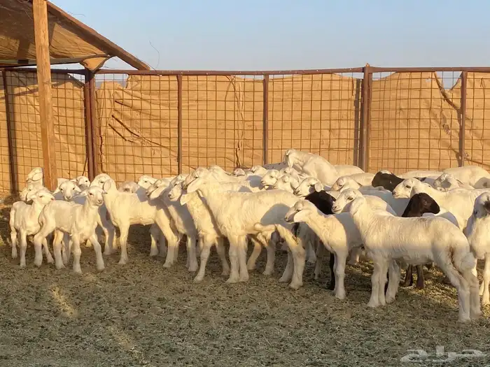 ضان حريات حرش بعيالها 21
