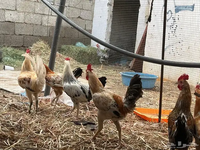 ديوك للبيع 6